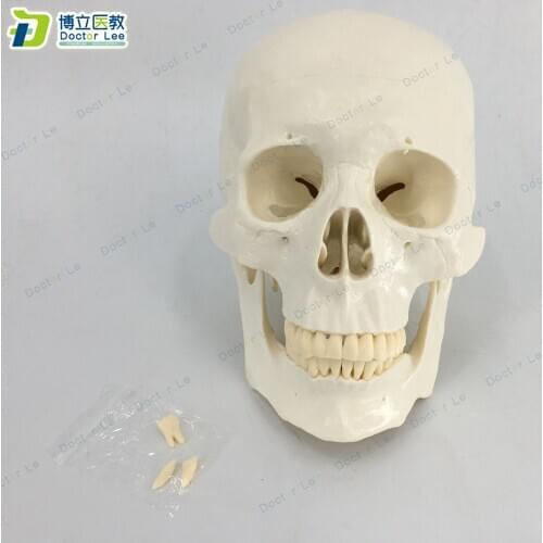 Real size human anatomical skull model with teeth can be removed assembled skull model human skeleton anatomy teaching tool