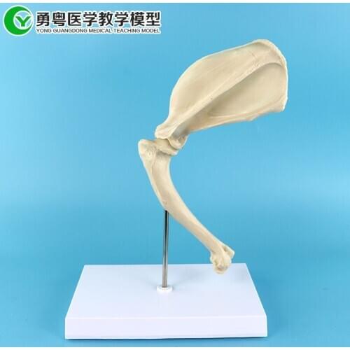 Canine Dog Shoulder Joint Skeleton Skull Brain Traumatism Medical Anatomy Anatomical Meridian Surgery Model esqueleto anatomia