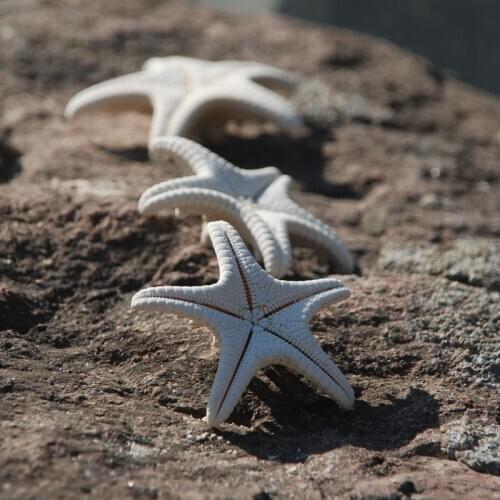 Natural Starfish Carft for party Home decoration random mixed 5-8cm sea star starfish