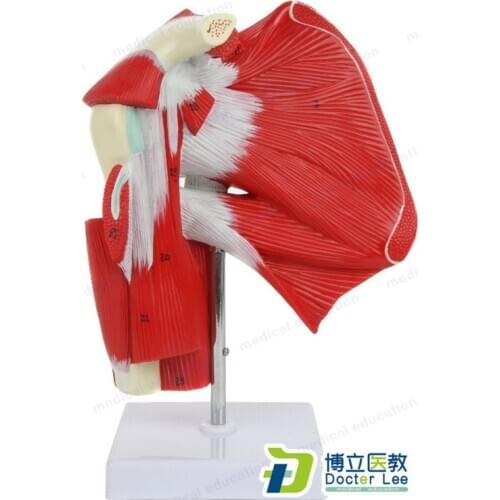 Human Anatomical Muscled Shoulder Joint Model that Shows Complete Shoulder Musculature from Rotator Cuff to Subscapular Muscles