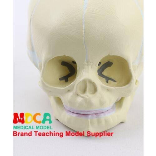 Fetal skull model infant skull bone human.skull model medical MTG002