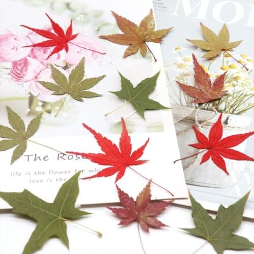 60pcs Pressed Dried Maple Leaf Leaves Plant Herbarium For Jewelry Bookmark Postcard Phone Case Invitation Card DIY Making