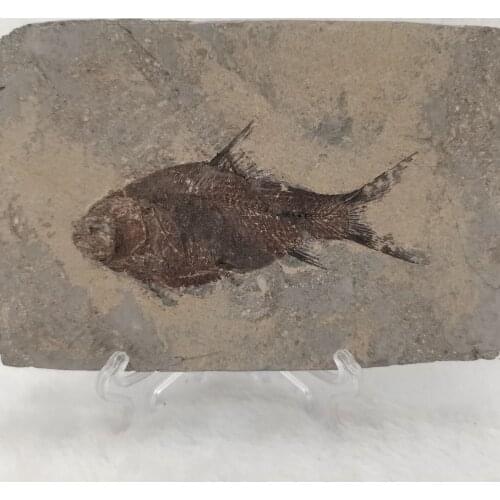 1PC Natural Jianghan fish Tail Fossil Ancient Fossils Teaching Specimens Collection