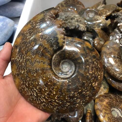 1pcs Natural aquatic snail beautiful fossil crystal shell fossil conch as gift reiki healing