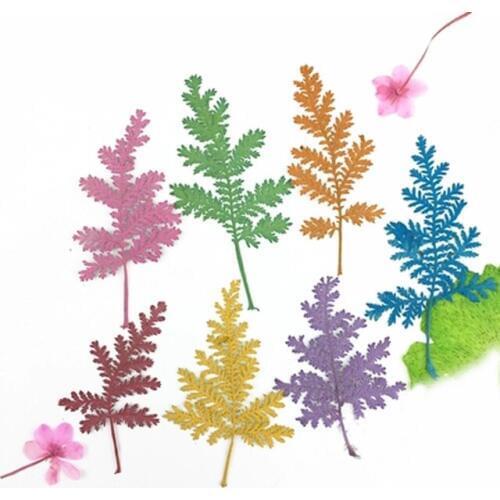 Decorative Pressed Leaves Art , Dried Plant Art For Candle Ornaments Free Shipment 120 Pcs