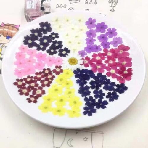 60pcs Pressed Dried Flower Verbena hybrida Plant Herbarium For Jewelry Postcard Bookmark Phone Case Craft DIY