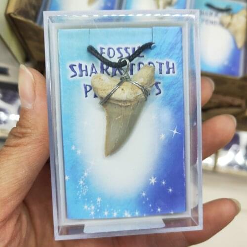 1pcs Natural animal fossil shark tooth fossil mineral specimen as a gift, decorative pendant