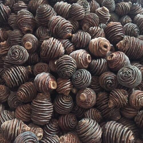 20pcs Natural Dried Screw Pinecone Fruit For Wedding Party Home Hotel Decoration DIY Bouquet Project Accessory