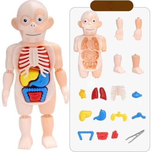 3D Human Body w/ Organs Anatomy Educational DIY Toys Demonstration Tools Teaching Scary Game For Children Z0P1