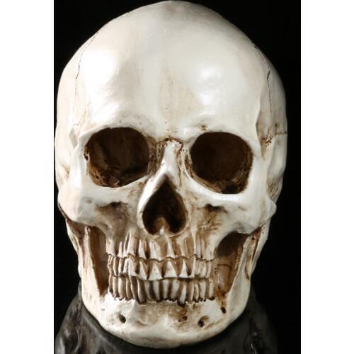 HeyMamba Resin Egypt Skull Model Handicraft Human Skulls For Decoration Life Size 1:1 Skeleton Skull Decoration Art Gifts