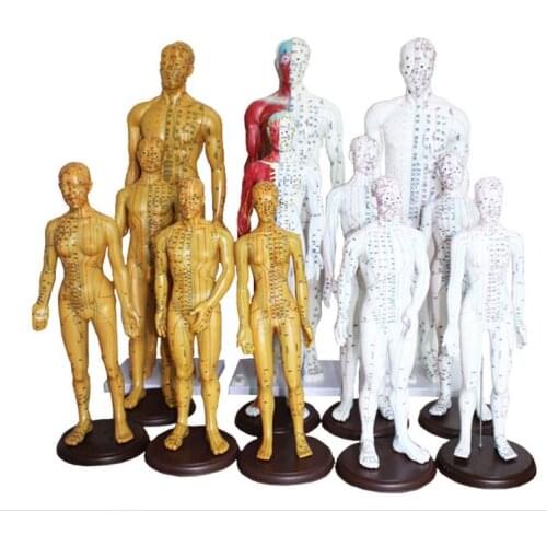 Human Chinese-English body acupuncture point model meridian model of acupuncture points 26cm/ 48cm/50cm for male and female