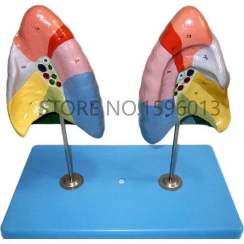 HOT Vivid Lung Segments Model, Pulmonary Segments Model, Lung model
