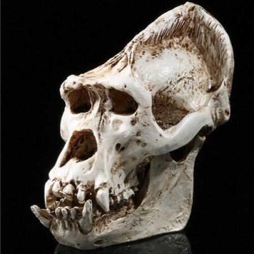 Gorilla skull model Resin Halloween Decoration Dinosaurs Skull Mold for Kids Students Gift Study Props