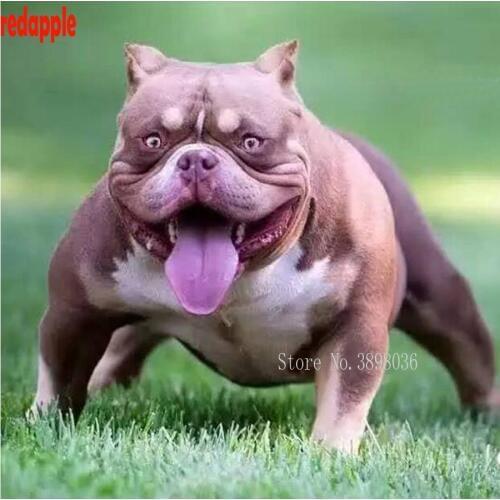 Diamond embroidery American bully pitbull 5d diy diamond painting dog Cross Stitch full square drill Rhinestone decoration A61