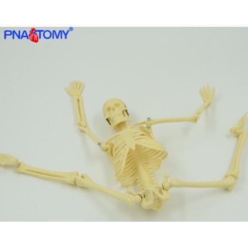 45cm detachable human skeleton model removable arms and legs medical gift educational kit children study body instruction