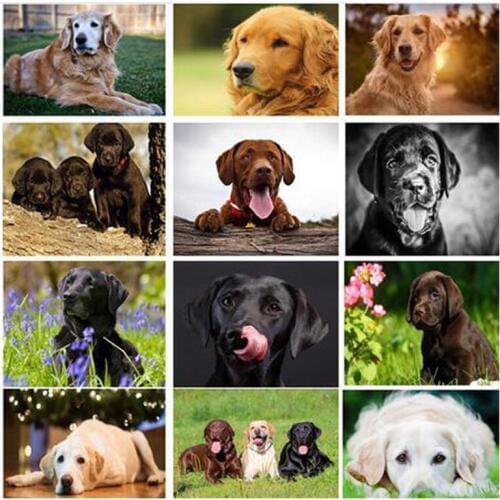 5D Diy Diamond Painting Labrador Cross Stitch Needlework Diamond Embroidery Dog Full mosaic Rhinestone wedding decorationZP-1742