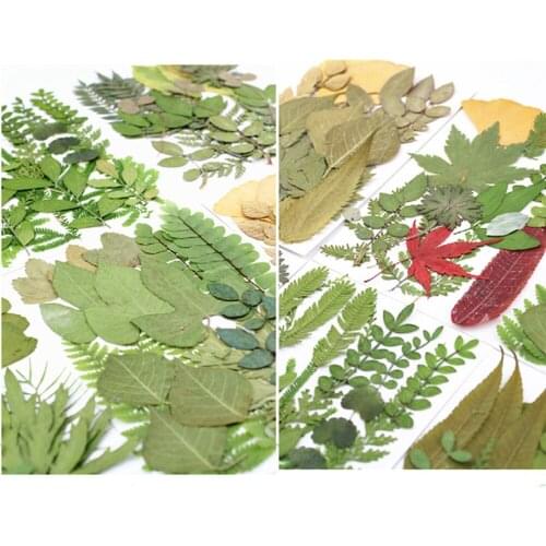 Pressed Real Leaf Dried Plant Assortment Herbarium Sheet for DIY Resin Craft Art Jewelry Decoration Supplies