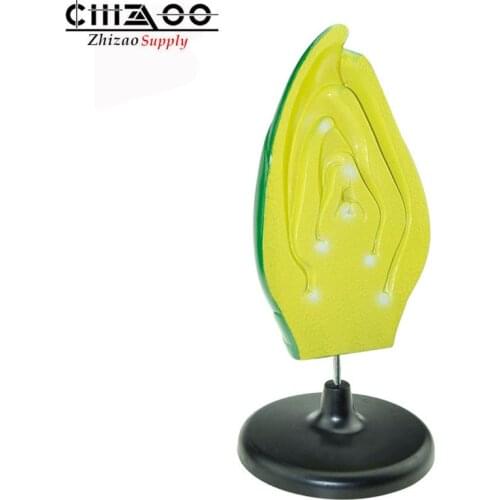 Bud structure model Plant model middle high school biology teaching demonstration science education