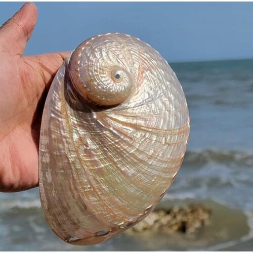 Natural Conch Shell New Zealand Africa Polished Abalone Shell White Coral Decoration Fish Tank Landscape Specimen Collection
