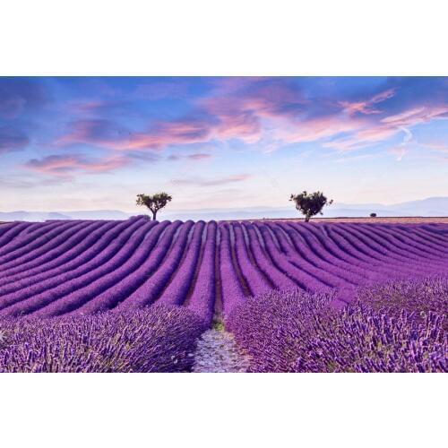 Lavender Field Summer Sunset Landscape Background Vinyl cloth High quality Computer print wall backdrop