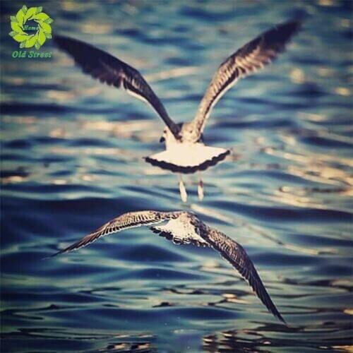 OSH Diamond Painting Flamingo Full Drill Square Animal 5D Diamond Embroidery Rhinestone Picture Diamond Mosaic Gift Drop Ship