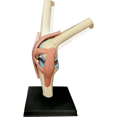 Puzzle assembly toy 4D MASTER human knee joint anatomical model medical teaching DIY popular science