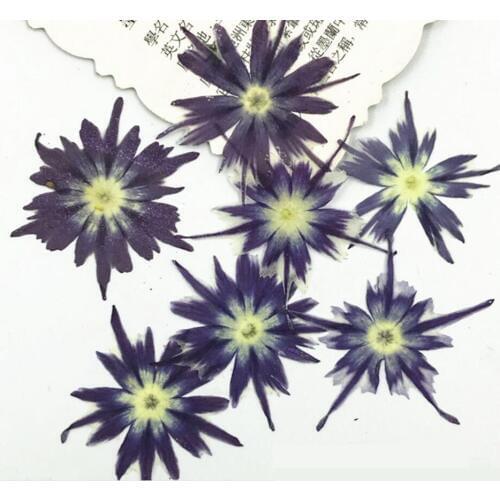 120pcs 2-3cm Pressed Dried Phlox Subulata Flower Plant Herbarium For Jewelry Bookmark Phone Case Invitation Card Making DIY