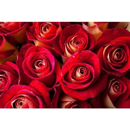 Jmine Div 5D Red Rose Flowers Full Diamond Painting cross stitch kits art High Quality Floral 3D paint by diamonds