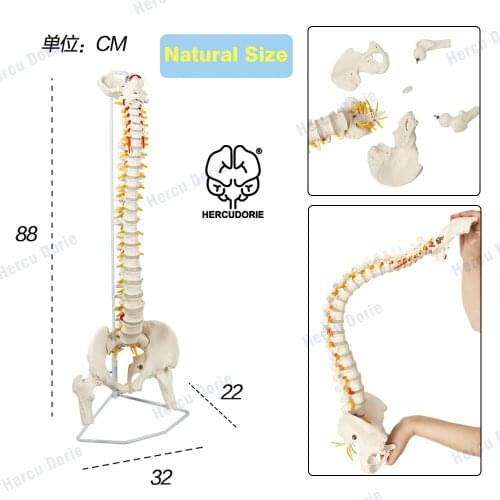 Spinal Cord Model,Skeleton Model -34" Life Size Spinal Column Model with Vertebrae, Nerves, Arteries, Lumbar Column, and Male P