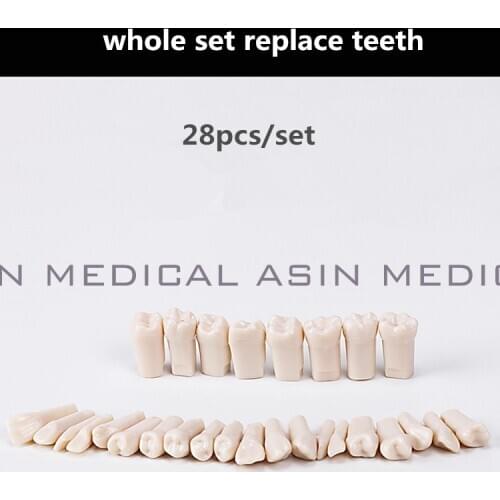 Teeth model replace teeth whole set 28 pcs spare teeth teaching model learning model
