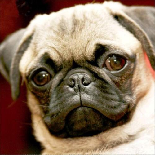 3D Diy Cute dog New 100% 5D Diamond Mosaic pictures Handmade Diamond Painting Cross Stitch Kits Diamond Embroidery