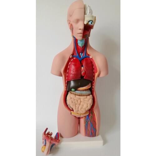 55CM human torso anatomical model visceral organ anatomical model medical teaching model male/female genitalia