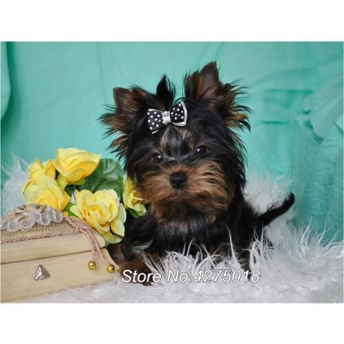DIY Diamond Embroidery Yorkshire Terrier dog Patterns 5D Square round Mosaic Handmade Diamond Painting Cross Stitch Kits YG651