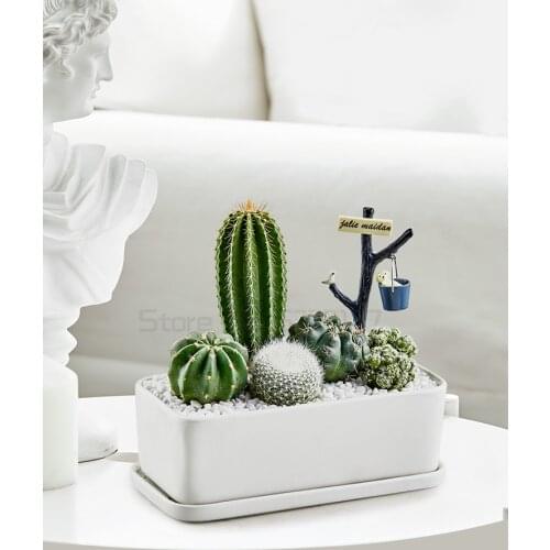 Cactus combination potted indoor succulent plant desktop green plant creative potted cactus