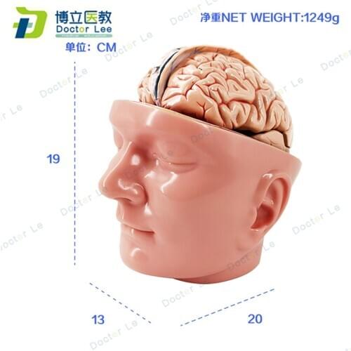 Plastic Human Head Model with 9 parts Brain Anatomy Model and Vessels for Medial Teaching and Learning