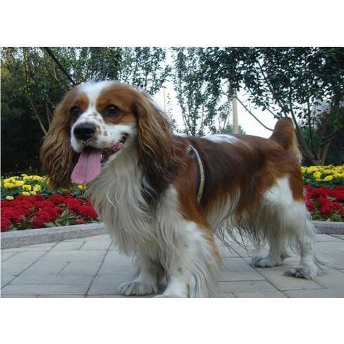 3D Diamond embroidery Cavalier King Charles Spaniel Dog Diamond Painting Cross Stitch Needlework home decor crafts a gift FG1167