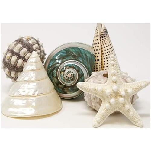 Fancy Sea Shell Set | 3 Unique Sea Shells - 2 Sputnik Sea Urchin and a Knobby Starfish Complete The Set | Beach House Decor