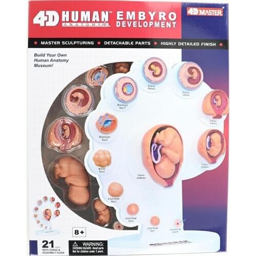 Anatomical model of human fetal growth organs genuine 4D MASTER puzzle assembly toy medical teaching supplies