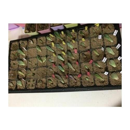 5pcs/lot,1mm thicker PS seedling tray,150g/pc,compartments seedling box,garden.seed pellete.bandejas semillero