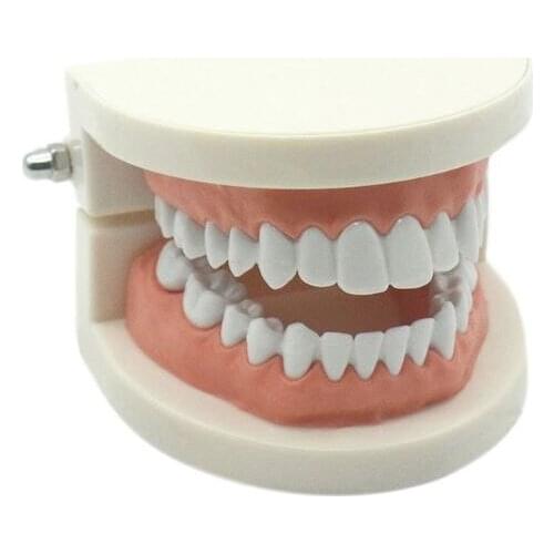 Toddler Montessori Practical Life Material Simulated Tooth Toy Brushing Tooth