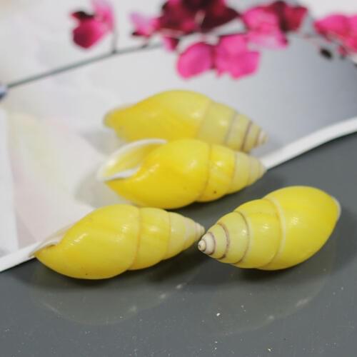 10pcs Natural small sinistral screw conch shell buddhism supplies fish tank decoration
