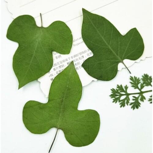 120pcs Pressed Dried Morning glory Leaf Plants Herbarium For Jewelry Making Face Makeup Postcard Frame Phone Case