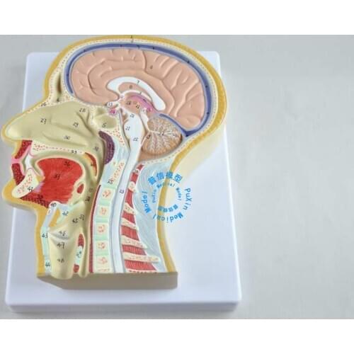 Free shipping&The middle section of the head model,The head of the median sagittal plane model,Teaching model of head anatomy