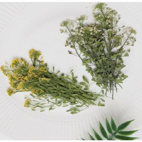 200pcs Pressed Dried Draba nemorosa Flower Plants Herbarium For Epoxy Resin Jewelry Making Bookmark Face Makeup Nail Art Craft