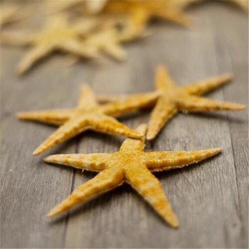 Mini Natural Starfish Shell Beach Sea Star Landscape Crafts Making Decor 50PCs