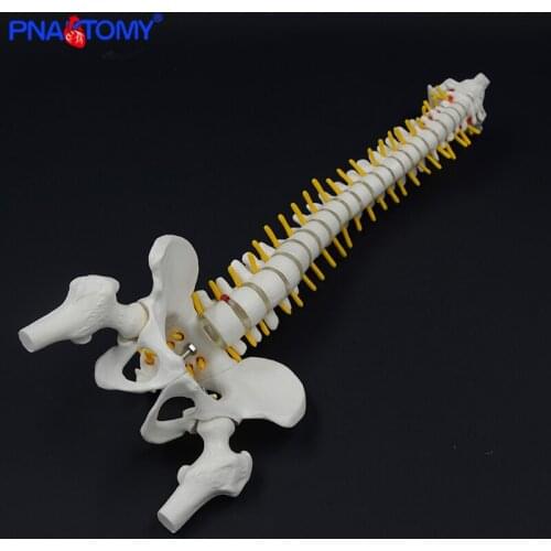 45CM Human Spine with Pelvic Model Human Spinal Column Anatomical Model Anatomy Tool with Stand Teaching Tool Skeletal PNATOMY
