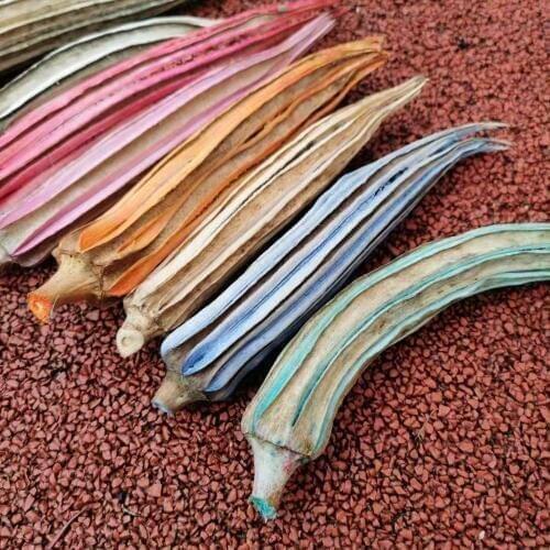 6pcs,Natural Dried gombo Okra flowers head,Eternal Flower material for wedding home decoration accessories,DIY arrange flowers