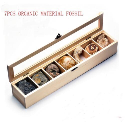 Raw ore rough stone paleontological specimen trilobite plant insect conch fossil Biological specimen organic material