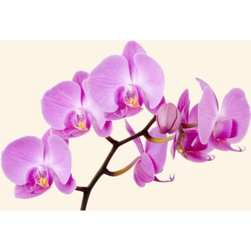 Soap Essence Orchid Fragrant 15 Cc wedding bride mariage хна henna