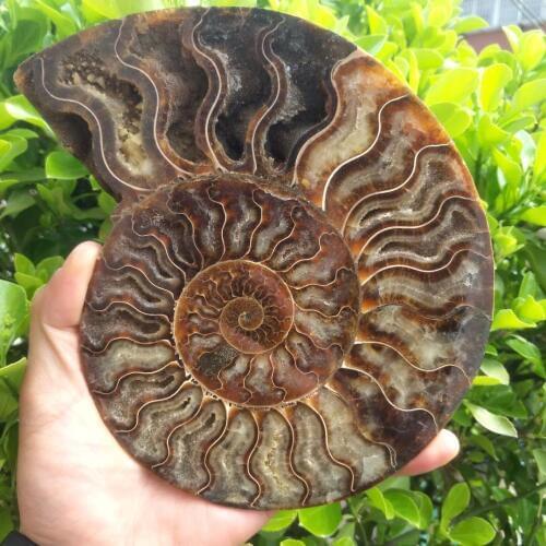 Big size madagascar fossils iridescent ammonite natural stones and minerals specimen beautiful Christmas present 400-500g